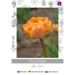 Tulipan Sun Lover żółty 4szt. - Cebule i Kłącza - W. Legutko Tulipan Sun Lover żółty 4szt. - Cebule i Kłącza - W. Legutko