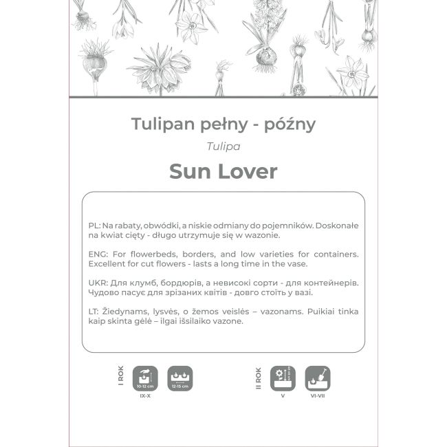 Tulipan Sun Lover żółty 4szt. - Cebule i Kłącza - W. Legutko
