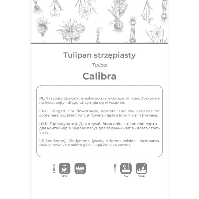 Tulipan Calibra czerwony 3szt. - Cebule i Kłącza - W. Legutko