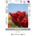 Tulipan Calibra czerwony 3szt. - Cebule i Kłącza - W. Legutko