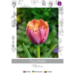 Tulipan Madison różowy 3szt. - Cebule i Kłącza - W. Legutko Tulipan Madison różowy 3szt. - Cebule i Kłącza - W. Legutko