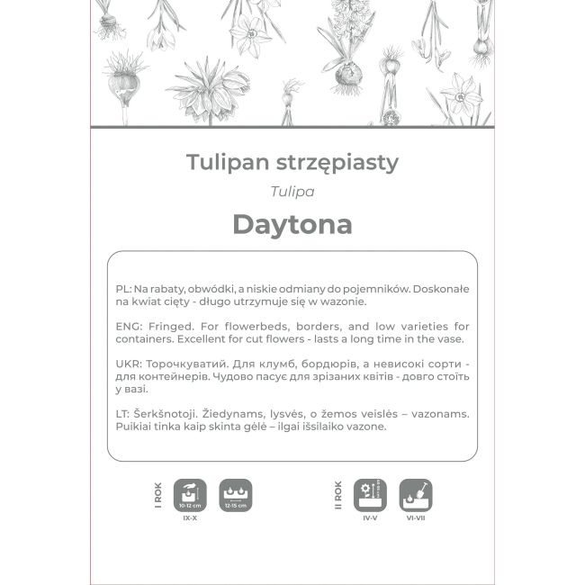 Tulipan Daytona biały 3szt. - Cebule i Kłącza - W. Legutko