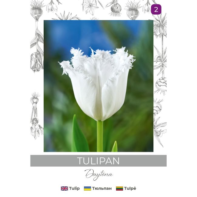 Tulipan Daytona biały 3szt. - Cebule i Kłącza - W. Legutko Tulipan Daytona biały 3szt. - Cebule i Kłącza - W. Legutko