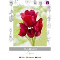 Tulipan Inferno czerwony 3szt. - Cebule i Kłącza - W. Legutko