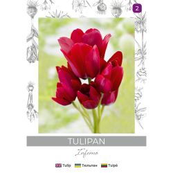 Tulipan Inferno czerwony 3szt. - Cebule i Kłącza - W. Legutko Tulipan Inferno czerwony 3szt. - Cebule i Kłącza - W. Legutko