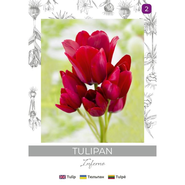 Tulipan Inferno czerwony 3szt. - Cebule i Kłącza - W. Legutko Tulipan Inferno czerwony 3szt. - Cebule i Kłącza - W. Legutko