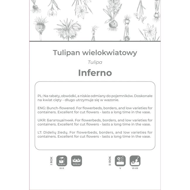 Tulipan Inferno czerwony 3szt. - Cebule i Kłącza - W. Legutko