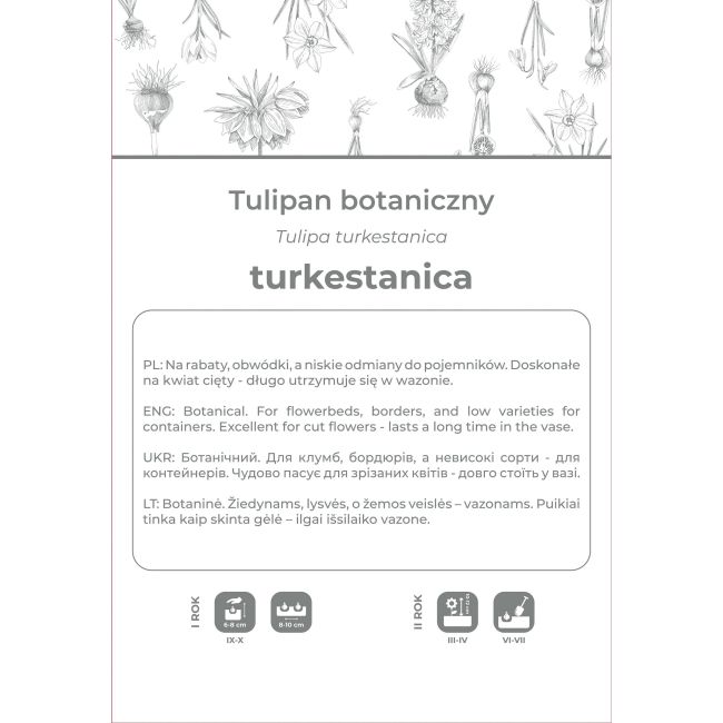 Tulipan turkestanica żółto-biały 5szt. - Cebule i Kłącza - W. Legutko