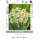 Tulipan turkestanica żółto-biały 5szt. - Cebule i Kłącza - W. Legutko
