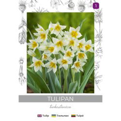 Tulipan turkestanica żółto-biały 5szt. - Cebule i Kłącza - W. Legutko