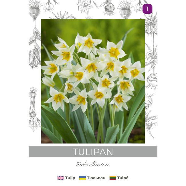 Tulipan turkestanica żółto-biały 5szt. - Cebule i Kłącza - W. Legutko Tulipan turkestanica żółto-biały 5szt. - Cebule i Kłącza - W. Legutko