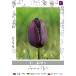 Tulipan Queen of Night bordowy 4szt. - Cebule i Kłącza - W. Legutko Tulipan Queen of Night bordowy 4szt. - Cebule i Kłącza - W. Legutko