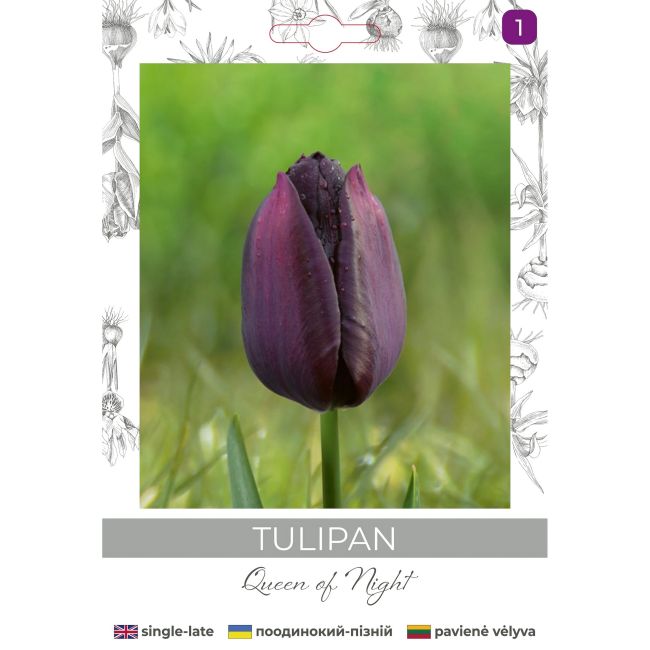 Tulipan Queen of Night bordowy 4szt. - Cebule i Kłącza - W. Legutko