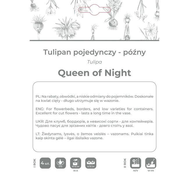 Tulipan Queen of Night bordowy 4szt. - Cebule i Kłącza - W. Legutko