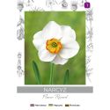Narcyz Flower Record biało-żółty 3szt. - Cebule i Kłącza - W. Legutko