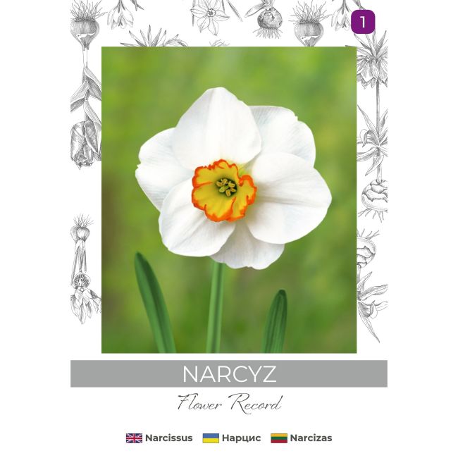 Narcyz Flower Record biało-żółty 3szt. - Cebule i Kłącza - W. Legutko Narcyz Flower Record biało-żółty 3szt. - Cebule i Kłącza - W. Legutko