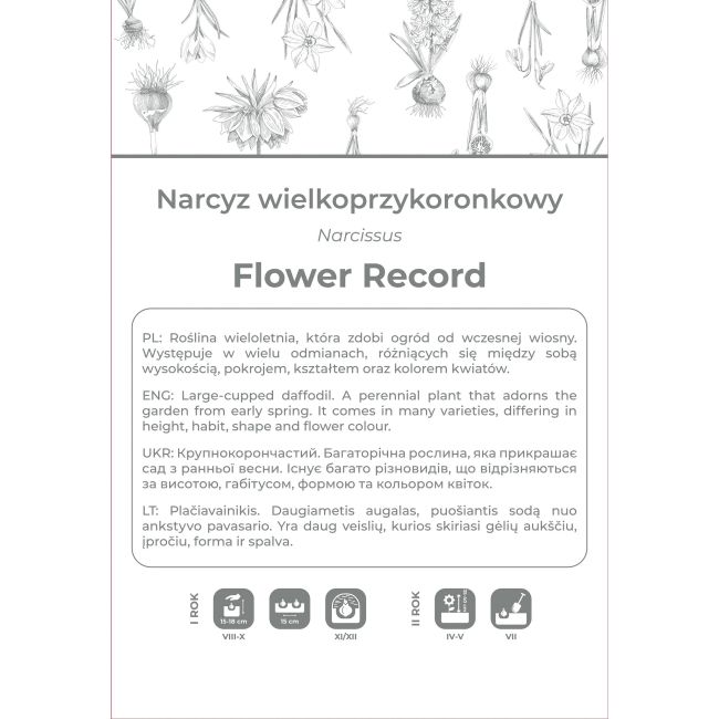Narcyz Flower Record biało-żółty 3szt. - Cebule i Kłącza - W. Legutko