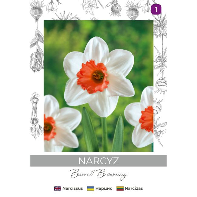 Narcyz Barrett Browning biały z pomarańczowym przykoron. 3szt. - Cebule i Kłącza - W. Legutko Narcyz Barrett Browning biały z pomarańczowym przykoron. 3szt. - Cebule i Kłącza - W. Legutko