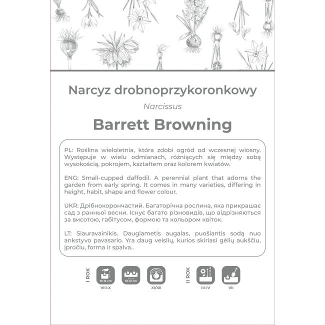 Narcyz Barrett Browning biały z pomarańczowym przykoron. 3szt. - Cebule i Kłącza - W. Legutko