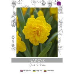 Narcyz Dick Wilden żółty 3szt. - Cebule i Kłącza - W. Legutko Narcyz Dick Wilden żółty 3szt. - Cebule i Kłącza - W. Legutko