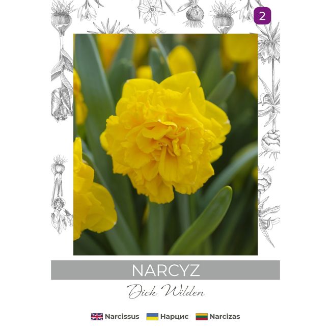 Narcyz Dick Wilden żółty 3szt. - Cebule i Kłącza - W. Legutko