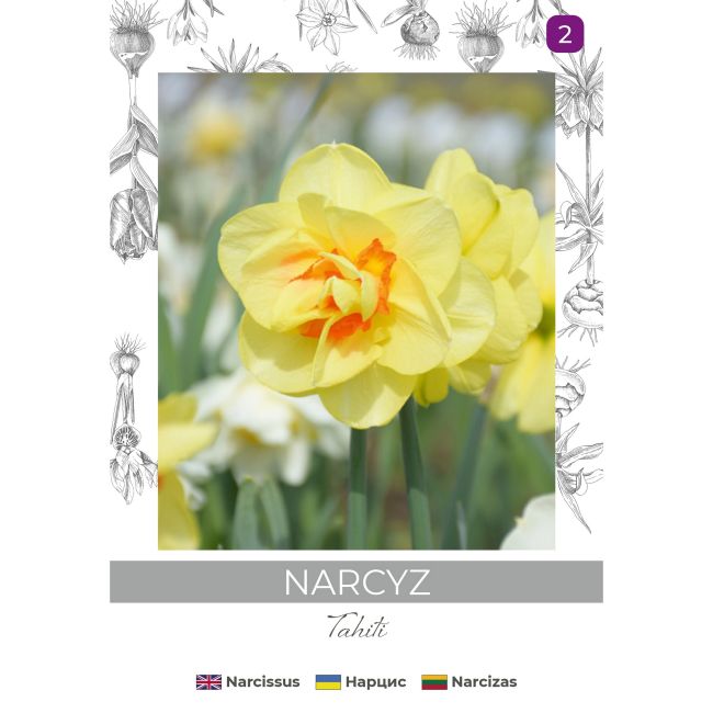 Narcyz Tahiti żółty z czerwonym śr. 3szt. - Cebule i Kłącza - W. Legutko