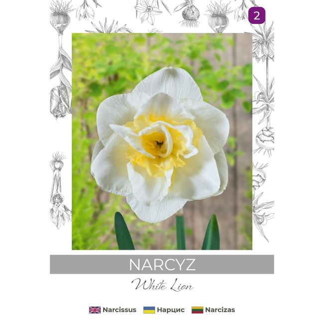 Narcyz White Lion biały z żółtym śr. 3szt. - Cebule i Kłącza - W. Legutko Narcyz White Lion biały z żółtym śr. 3szt. - Cebule i Kłącza - W. Legutko