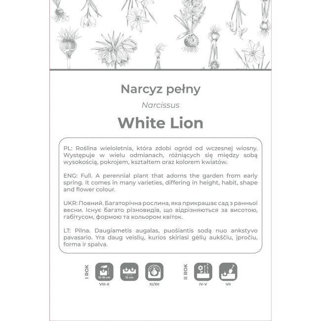 Narcyz White Lion biały z żółtym śr. 3szt. - Cebule i Kłącza - W. Legutko