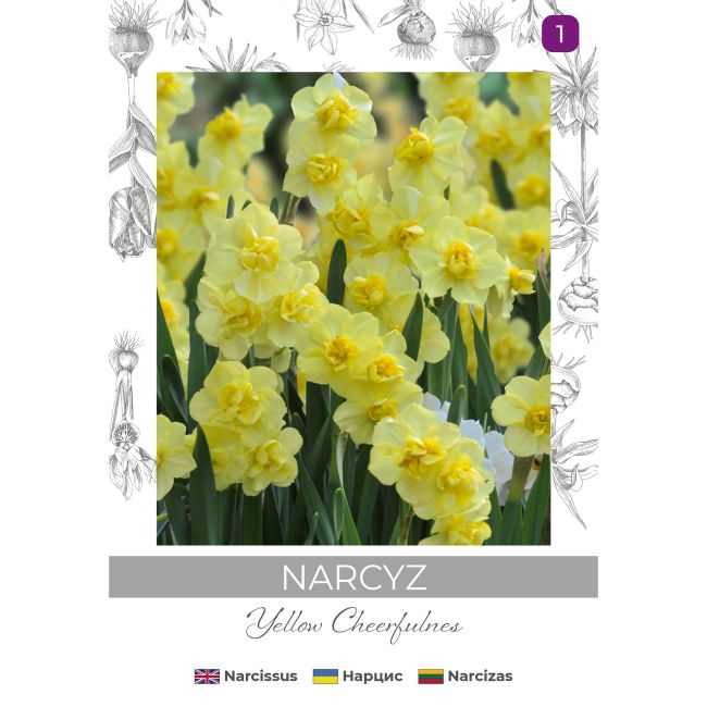Narcyz Yellow Cheerfulness żółty 3szt. - Cebule i Kłącza - W. Legutko