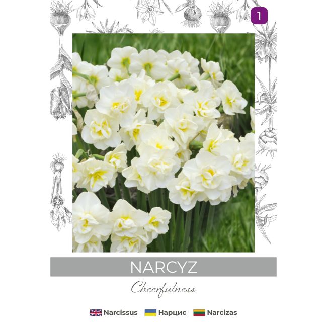Narcyz Cheerfulness biały 3szt. - Cebule i Kłącza - W. Legutko Narcyz Cheerfulness biały 3szt. - Cebule i Kłącza - W. Legutko