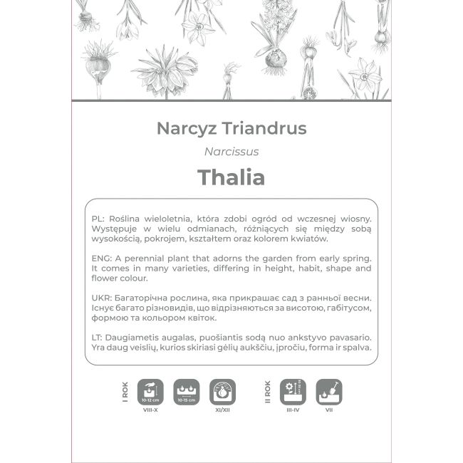 Narcyz Thalia biały 4szt. - Cebule i Kłącza - W. Legutko