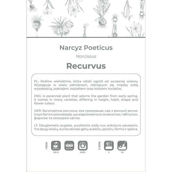 Narcyz Recurvus biały 3szt. - Cebule i Kłącza - W. Legutko