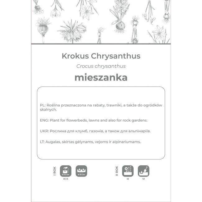 Krokus Chrysanthus mieszanka 8szt. - Cebule i Kłącza - W. Legutko