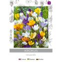 Krokus Chrysanthus mieszanka 8szt. - Cebule i Kłącza - W. Legutko