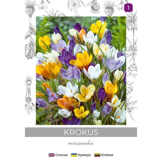 Krokus Chrysanthus mieszanka 8szt. - Cebule i Kłącza - W. Legutko Krokus Chrysanthus mieszanka 8szt. - Cebule i Kłącza - W. Legutko