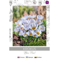 Krokus Blue Pearl niebieski 8szt. - Cebule i Kłącza - W. Legutko Krokus Blue Pearl niebieski 8szt. - Cebule i Kłącza - W. Legutko