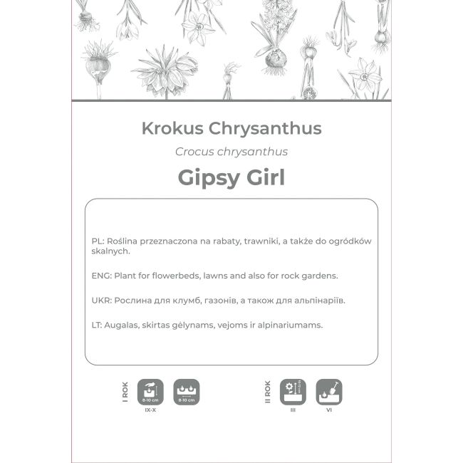 Krokus Gipsy Girl żółto-brązowy 5szt. - Cebule i Kłącza - W. Legutko