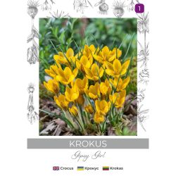 Krokus Gipsy Girl żółto-brązowy 5szt. - Cebule i Kłącza - W. Legutko Krokus Gipsy Girl żółto-brązowy 5szt. - Cebule i Kłącza - W. Legutko