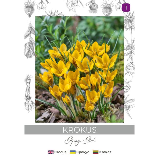 Krokus Gipsy Girl żółto-brązowy 5szt. - Cebule i Kłącza - W. Legutko Krokus Gipsy Girl żółto-brązowy 5szt. - Cebule i Kłącza - W. Legutko