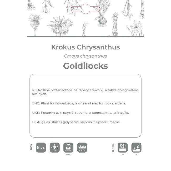 Krokus Goldilocks ciemnożółty 8szt. - Cebule i Kłącza - W. Legutko