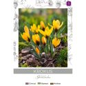 Krokus Goldilocks ciemnożółty 8szt. - Cebule i Kłącza - W. Legutko