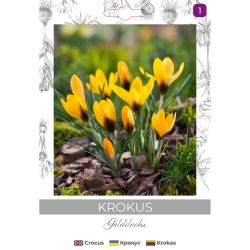 Krokus Goldilocks ciemnożółty 8szt. - Cebule i Kłącza - W. Legutko Krokus Goldilocks ciemnożółty 8szt. - Cebule i Kłącza - W. Legutko