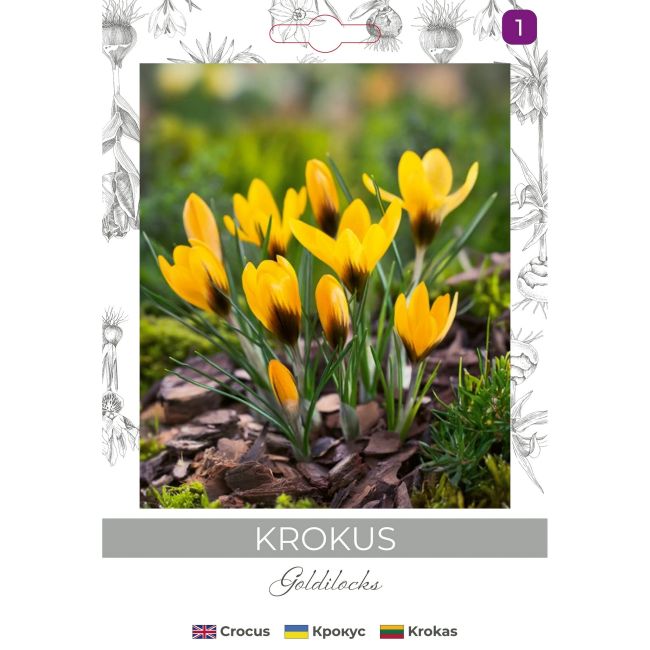 Krokus Goldilocks ciemnożółty 8szt. - Cebule i Kłącza - W. Legutko Krokus Goldilocks ciemnożółty 8szt. - Cebule i Kłącza - W. Legutko