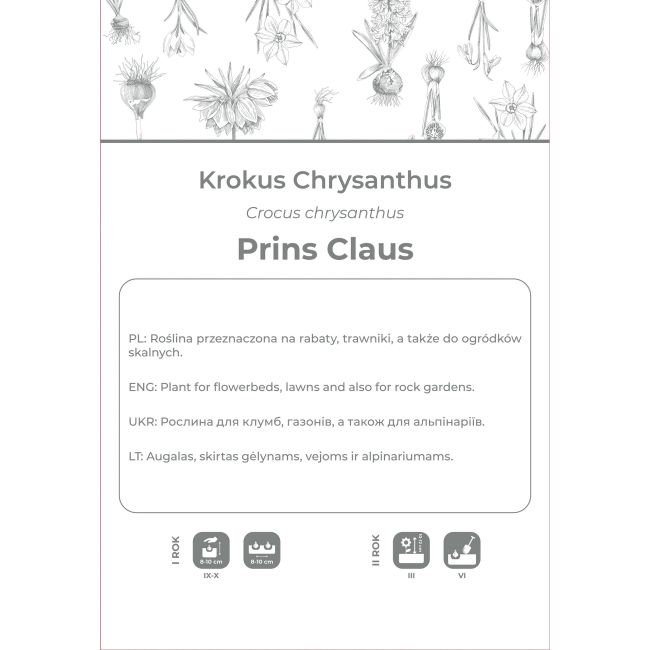 Krokus Prins Claus fioletowo-biały 8szt. - Cebule i Kłącza - W. Legutko