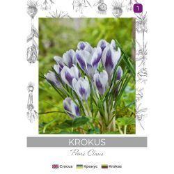 Krokus Prins Claus fioletowo-biały 8szt. - Cebule i Kłącza - W. Legutko Krokus Prins Claus fioletowo-biały 8szt. - Cebule i Kłącza - W. Legutko