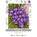 Krokus Ruby Giant purpurowy 8szt. - Cebule i Kłącza - W. Legutko
