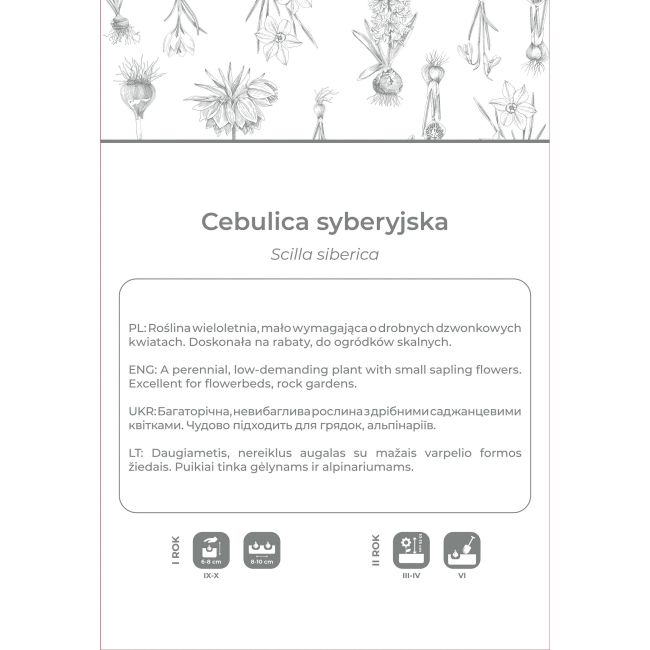 Cebulica syberyjska niebieska 5szt. - Cebule i Kłącza - W. Legutko