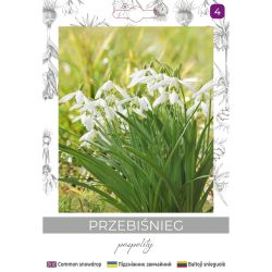 Przebiśnieg pospolity biały 5szt. - Cebule i Kłącza - W. Legutko Przebiśnieg pospolity biały 5szt. - Cebule i Kłącza - W. Legutko