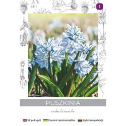 Puszkinia cebulicowata biało-niebieska 8szt. - Cebule i Kłącza - W. Legutko Puszkinia cebulicowata biało-niebieska 8szt. - Cebule i Kłącza - W. Legutko