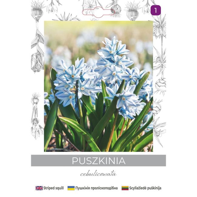 Puszkinia cebulicowata biało-niebieska 8szt. - Cebule i Kłącza - W. Legutko Puszkinia cebulicowata biało-niebieska 8szt. - Cebule i Kłącza - W. Legutko